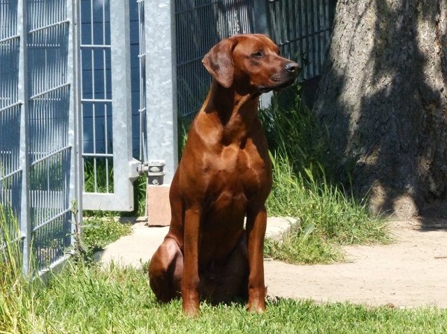 Milo